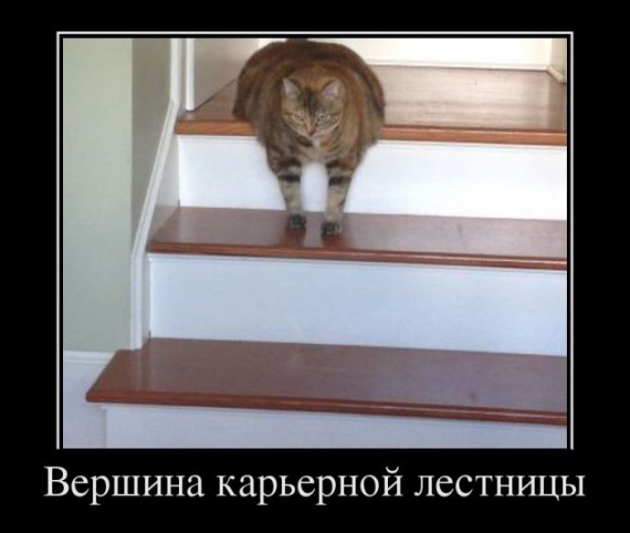 Демотиваторы