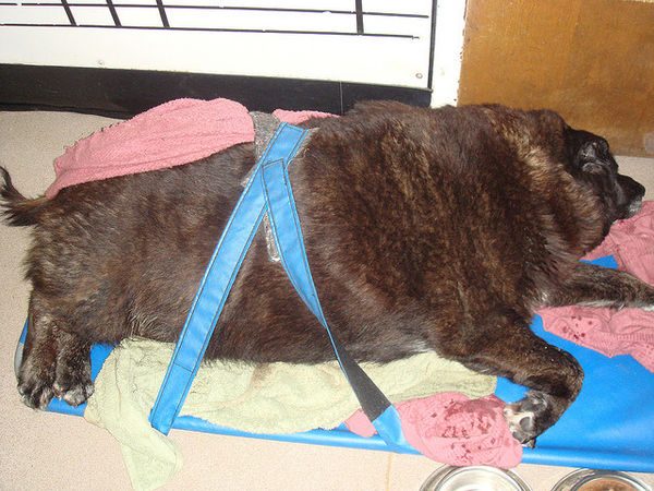 Толстые животные