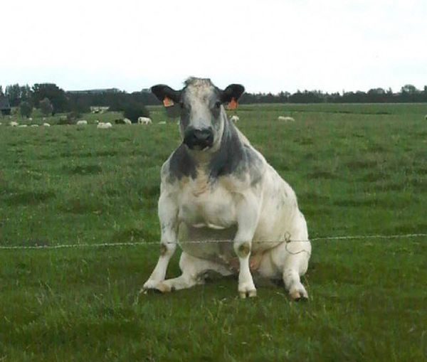 Толстые животные