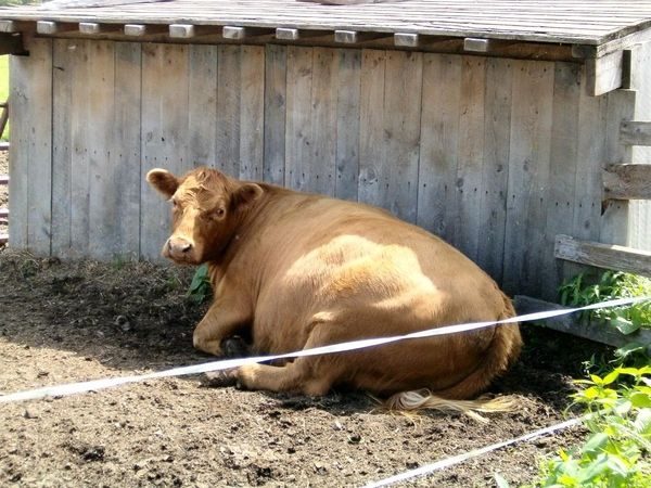 Толстые животные