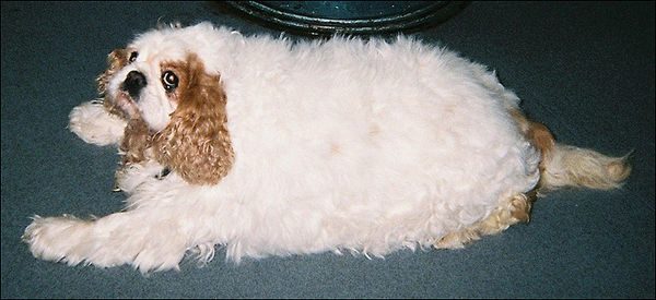 Толстые животные