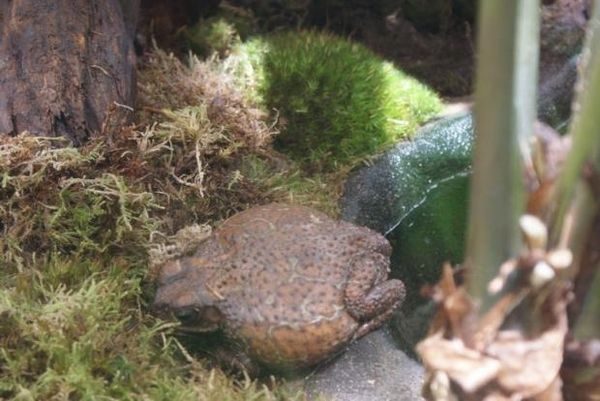 Толстые животные