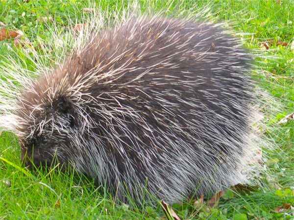 Толстые животные