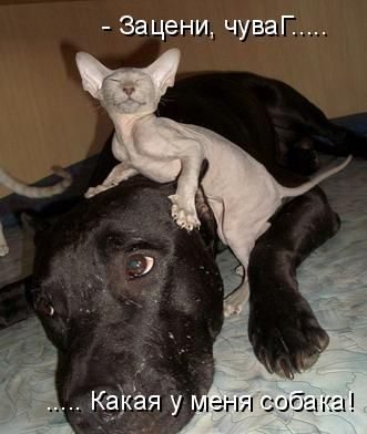 Если бы звери могли говорить (40 фото)