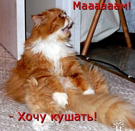 Если бы звери могли говорить (40 фото)