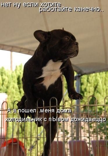 Если бы звери могли говорить (40 фото)