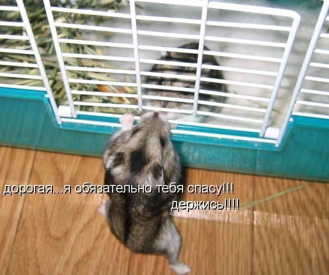 Если бы звери могли говорить (40 фото)