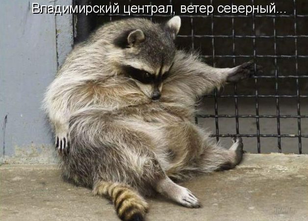 Если бы звери могли говорить (40 фото)