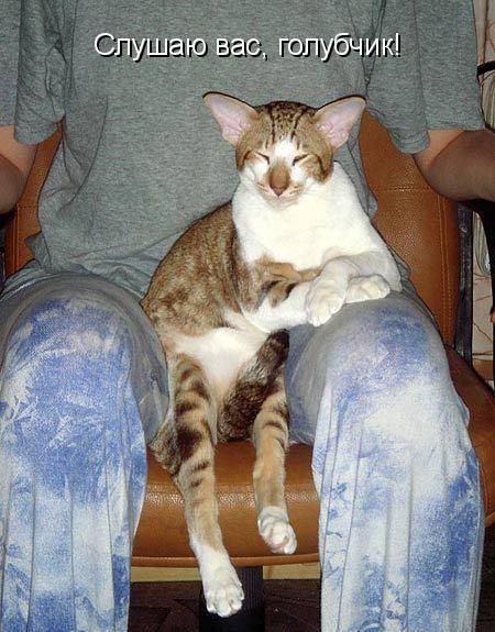 Если бы звери могли говорить (40 фото)