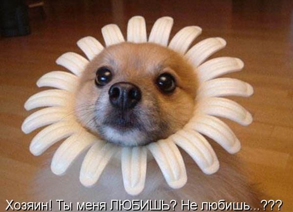 Если бы звери могли говорить (40 фото)