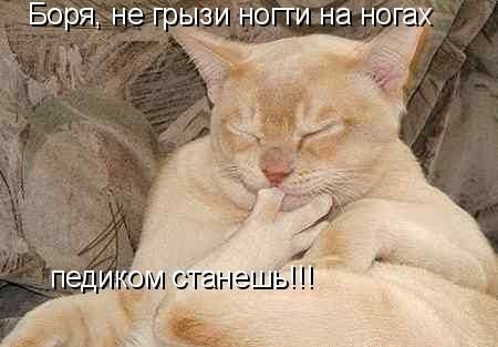 Если бы звери могли говорить (40 фото)