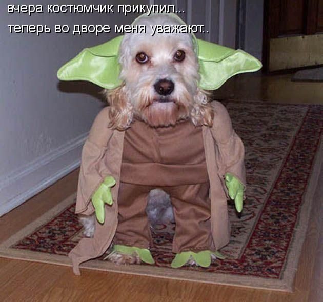 Если бы звери могли говорить (40 фото)