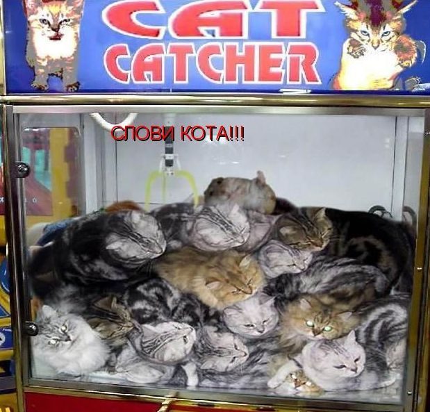 Если бы звери могли говорить (40 фото)