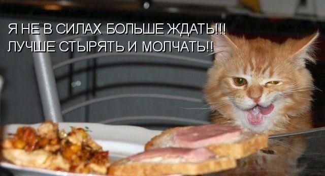 Если бы звери могли говорить (40 фото)