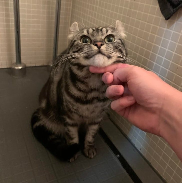 Нежные и заботливые: кошки, которые ломают стереотипы